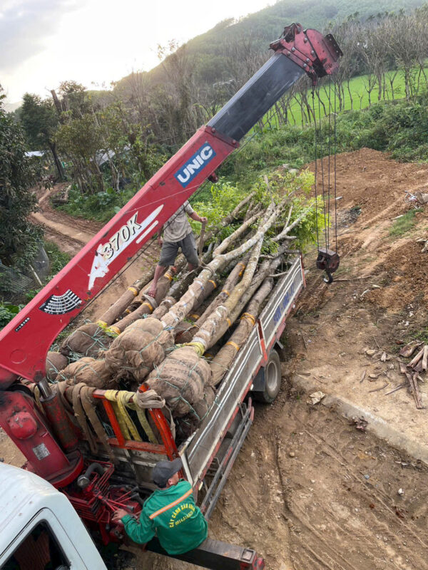 Nhà Vườn Quảng Nam