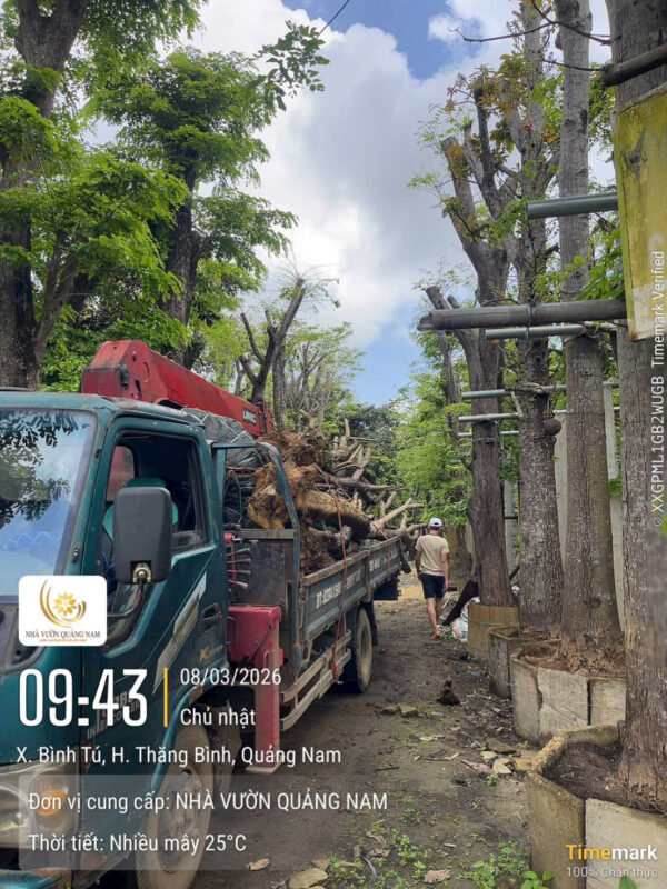 Nhà Vườn Quảng Nam