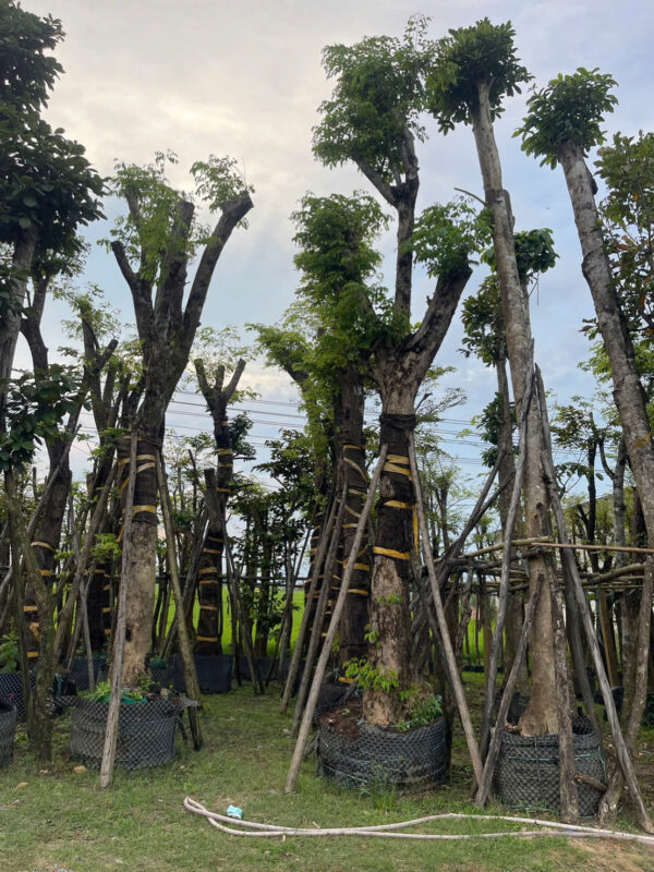 Nhà Vườn Quảng Nam