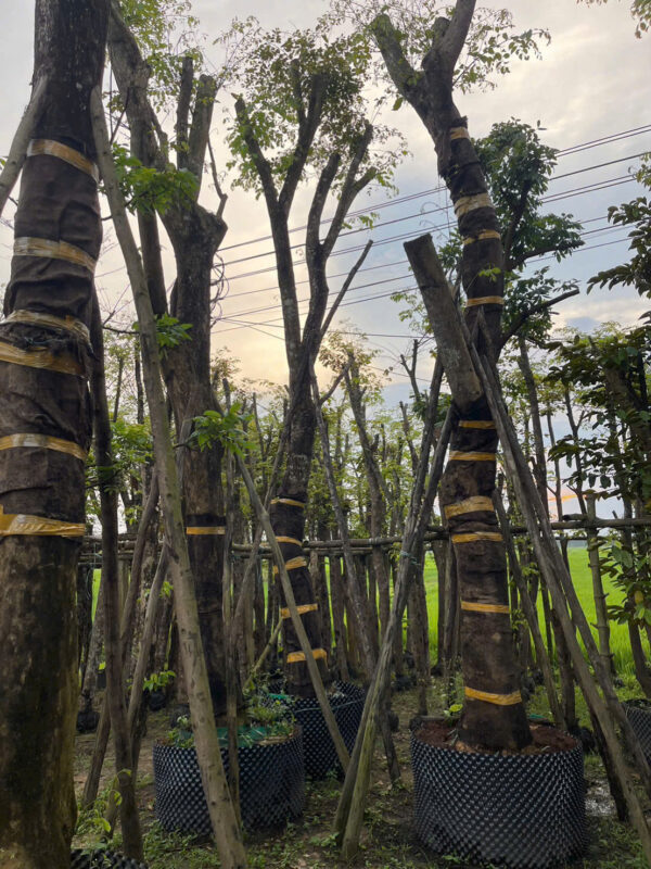 Nhà Vườn Quảng Nam