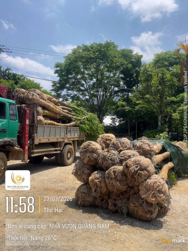 Nhà Vườn Quảng Nam
