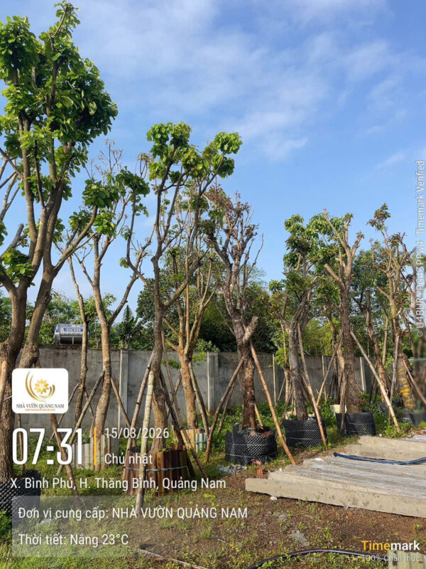 Báo giá mới nhất 2026, cây đẹp chuẩn công trình