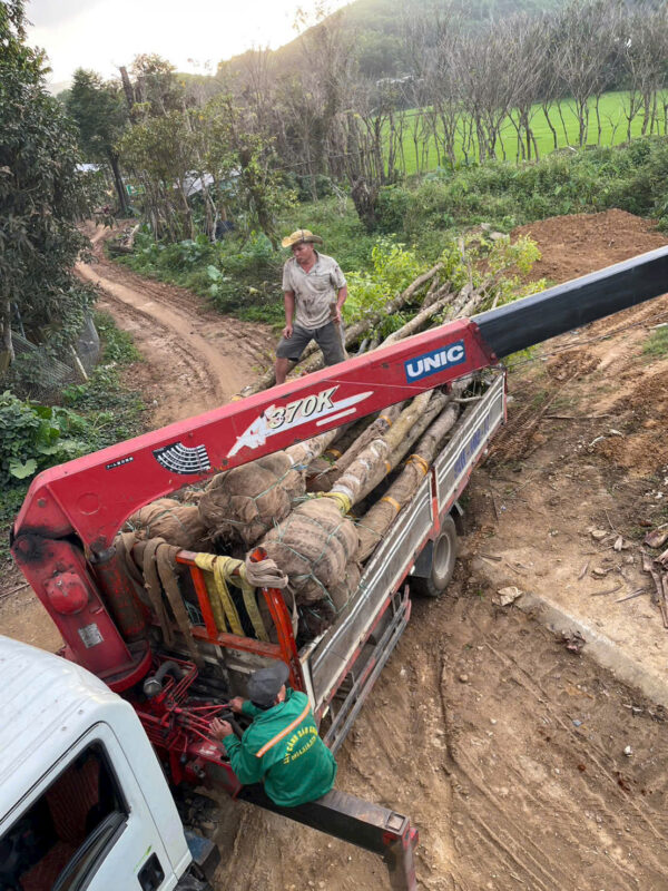 Kinh nghiệm chọn cây đẹp