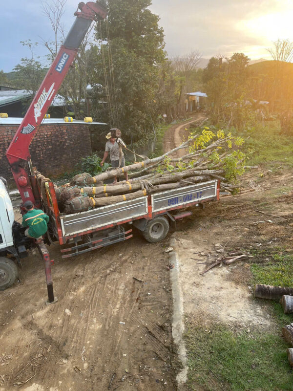 Mua cây giáng hương tại Bắc Giang