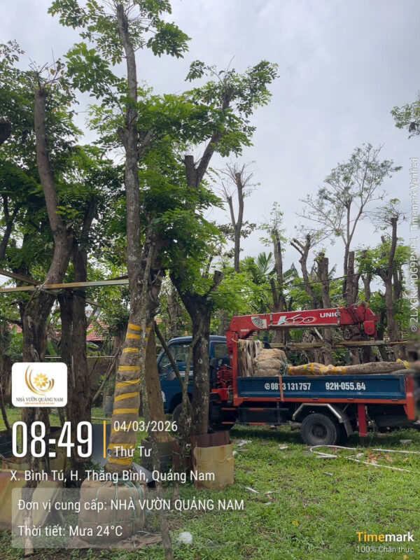 Mua cây giáng hương tại Bắc Giang