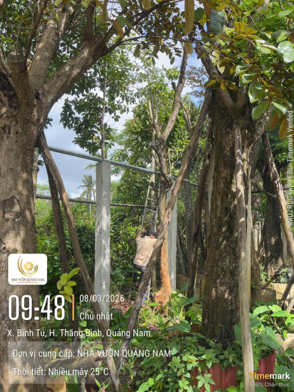 Kỹ thuật trồng cây giáng hương